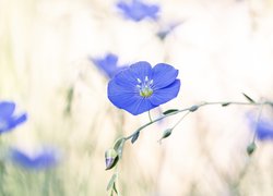 Niebieskie kwiaty lnu na rozmytym tle