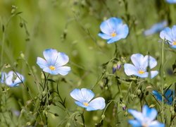 Niebieskie kwiaty lnu z pąkami