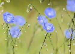 Niebieskie kwiaty lnu