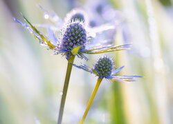 Niebieskie kwiaty mikołajka