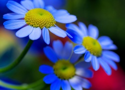 Niebieskie kwiaty na cienkich łodyżkach