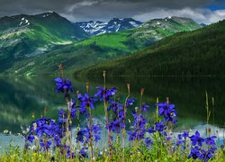 Niebieskie kwiaty na tle jeziora Teleckiego