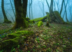 Niebieskie kwiaty pomiędzy omszałymi pniami drzew i kamieniami