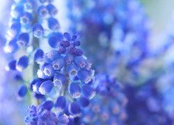 Niebieskie kwiaty szafirka w rozmyciu