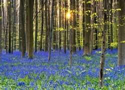 Niebieskie kwiaty w wiosennym lesie