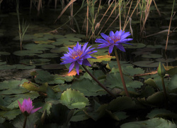 Niebieskie lilie wodne ozdobą jeziora