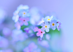 Niezapominajki, Niebieskie, Kwiaty, Rozmycie