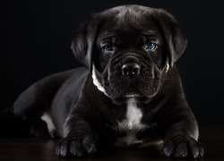 Niebieskie oczy szczeniaka cane corso