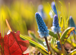 Niebieskie szafirki wychylają sie z trawy i uschniętych liści