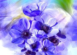 Kwiaty, Niebieskie, Zawilce, Grafika