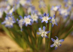 Niebiesko-białe kwiaty śnieżnika