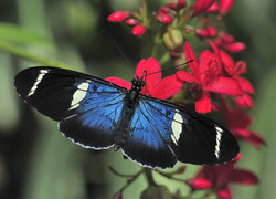 Niebiesko-czarny motyl na czerwonych kwiatach