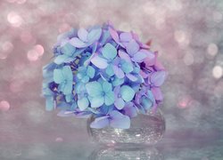 Niebiesko-różowy kwiat hortensji