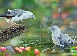 Niebiesko-szary ptak przyglądający się ptakowi w kąpieli