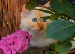 Kot, Biało-rudy, Niebieskooki, Hortensja, Liście