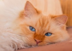 Niebieskooki biszkoptowy kot