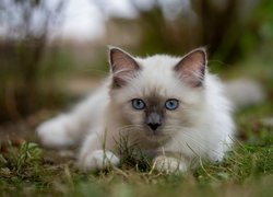 Niebieskooki kot birmański w trawie