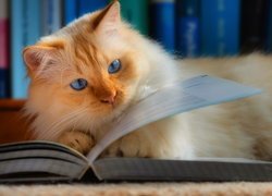 Niebieskooki, Rudawy, Kot, Książka