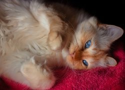 Niebieskooki kot na czerwonym kocu
