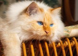 Niebieskooki kot na wiklinowym krześle