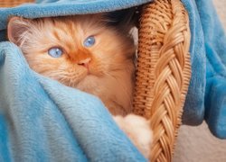 Niebieskooki kot pod kocem na fotelu wiklinowym
