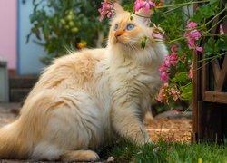 Niebieskooki kot pod kwiatami pelargonii