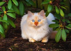 Niebieskooki kot pod różanecznikiem