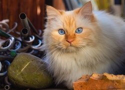 Niebieskooki kot przy kamieniu i cegle