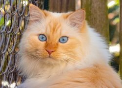 Niebieskooki kot przy siatce