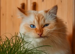 Niebieskooki kot przy trawce