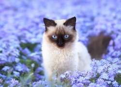 Niebieskooki kot syjamski w niebieskich kwiatach