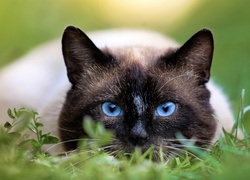 Niebieskooki kot syjamski w trawie