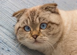 Niebieskooki kot szkocki zwisłouchy