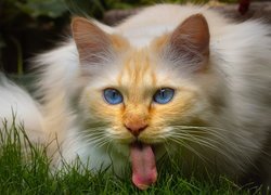 Niebieskooki kot z wystawionym językiem