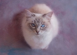 Niebieskooki, Kot