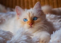 Niebieskooki kotek na puszystym białym pledzie