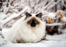 Zima, Kot, Ragdoll, Niebieskooki, Śnieg