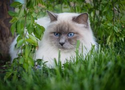 Niebieskooki Ragdoll w trawie