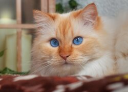 Niebieskooki rudawy kot na kocu