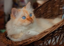 Niebieskooki rudawy kot w wiklinowym siedzisku