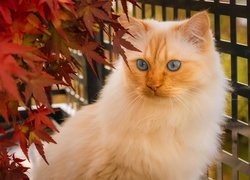 Niebieskooki rudy kot obok liści
