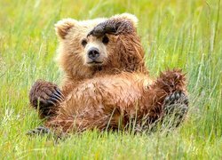 Niedźwiadek w trawie