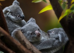 Niedźwiadki koala usadowiły się na gałęziach