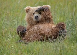 Niedźwiedź brunatny leżący na trawie