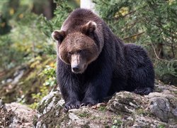 Niedźwiedź brunatny na skale