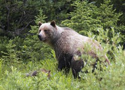 Niedźwiedź brunatny na skraju lasu