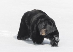Niedźwiedź czarny na śniegu