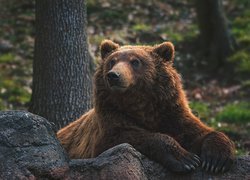Niedźwiedź grizzly leżący na kamieniach