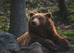 Niedźwiedź brunatny, Grizzly, Kamień, Las