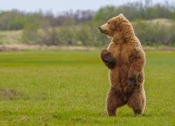 Niedźwiedź grizzly stojący w trawie